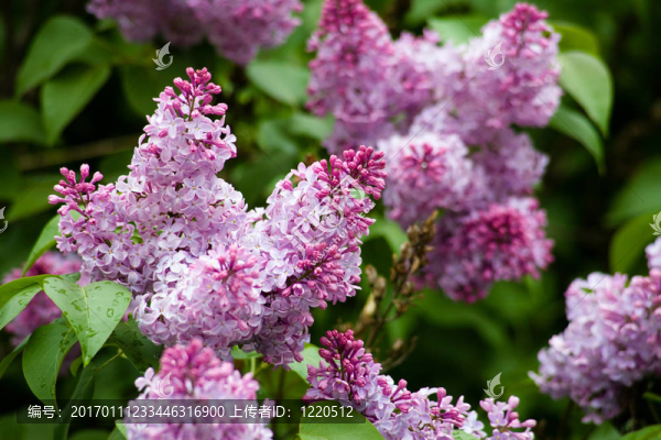 丁香花