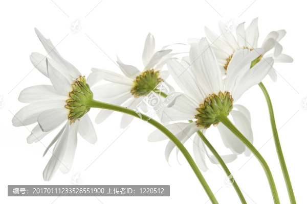 雛菊花