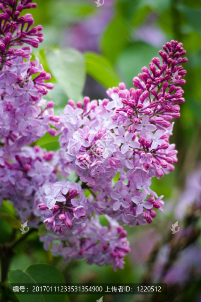 丁香花