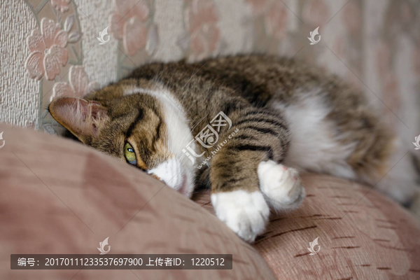 正在睡覺(jué)的貓