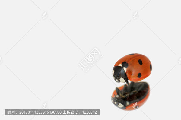 瓢蟲的分離