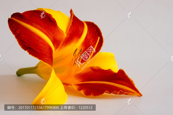 Daylily（萱草）