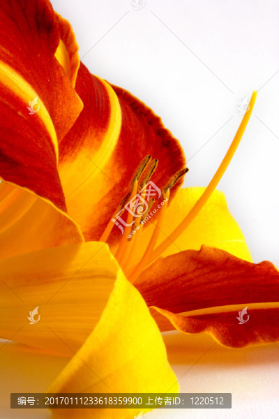 Daylily（萱草）