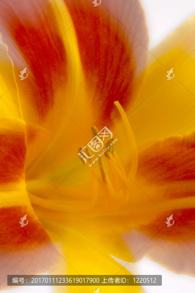 Daylily（萱草）