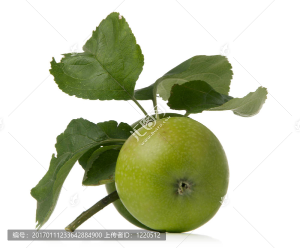 蘋果-匯圖網(wǎng) www.fosd68.com 蘋果