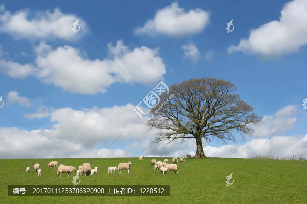 春天的橡樹(shù)