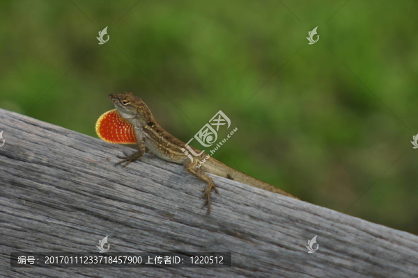 褐色的變色龍