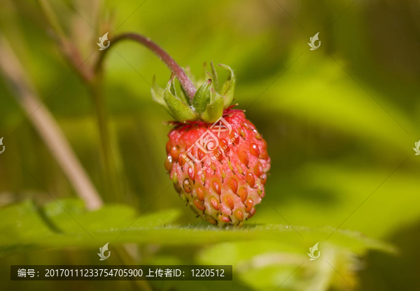 野生草莓接近