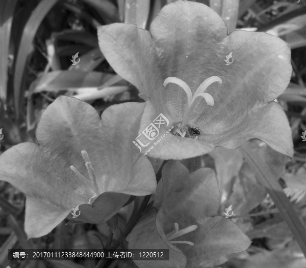 風(fēng)鈴