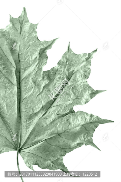 楓葉背景