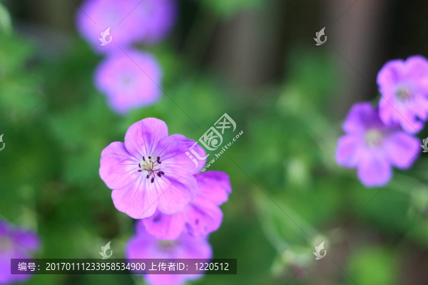 薰衣草的花