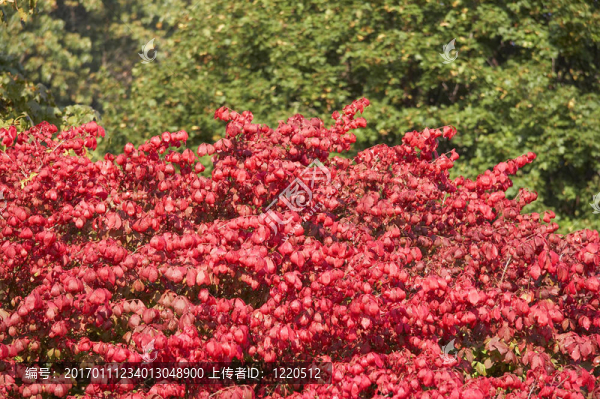 印度夏季is09