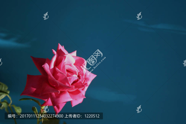 玫瑰