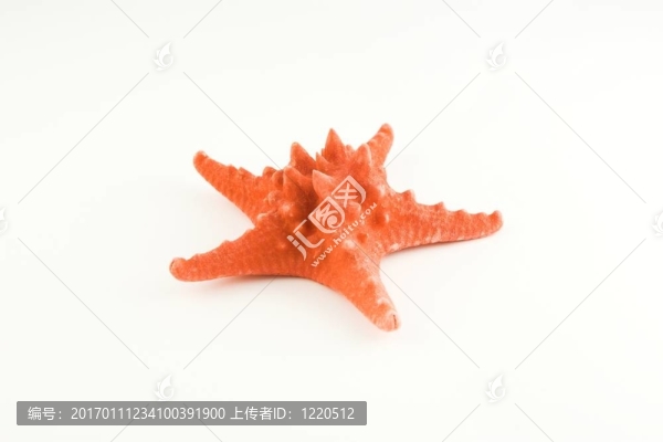海星