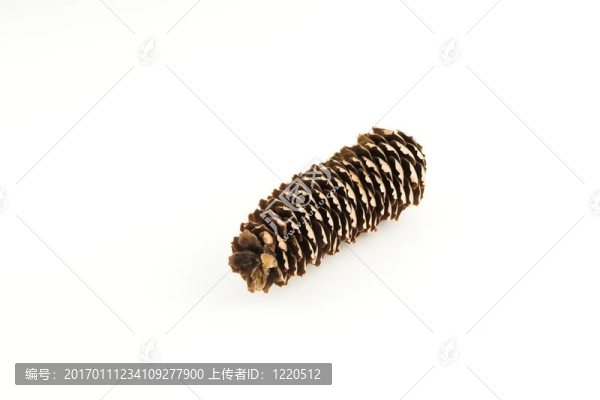 松果