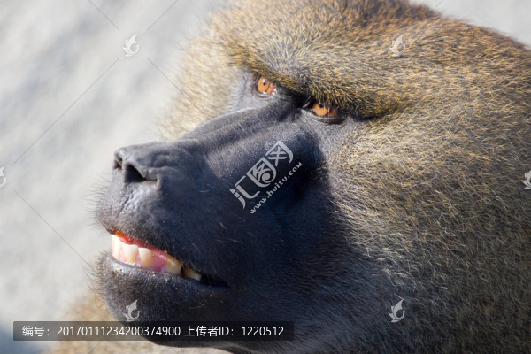 Baboon的頭
