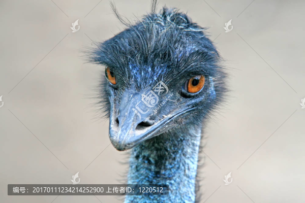 鴕鳥頭