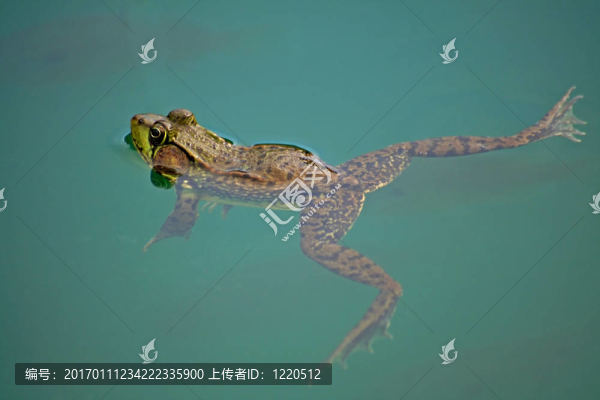 魚的下面