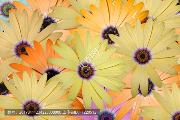 雛菊花束