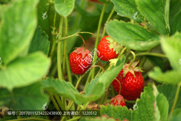 隱藏的草莓