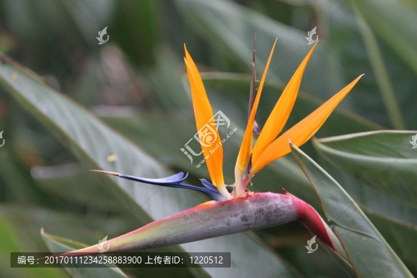 天堂之鳥