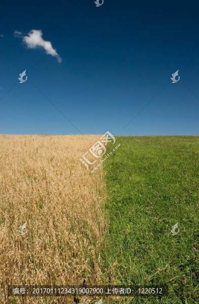 簡(jiǎn)約的夏日風(fēng)景