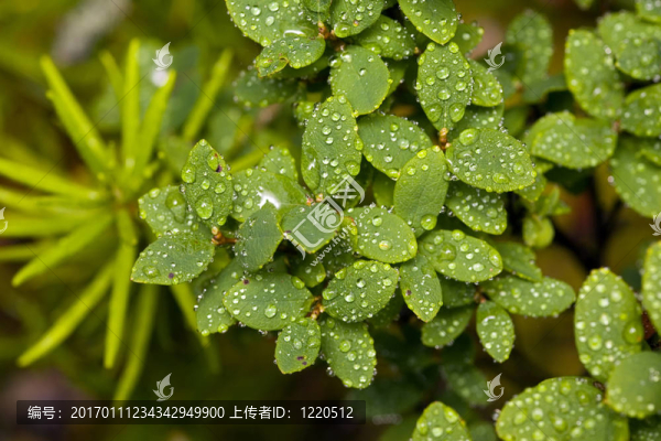 藍(lán)莓葉-匯圖網(wǎng) www.fosd68.com 藍(lán)莓葉