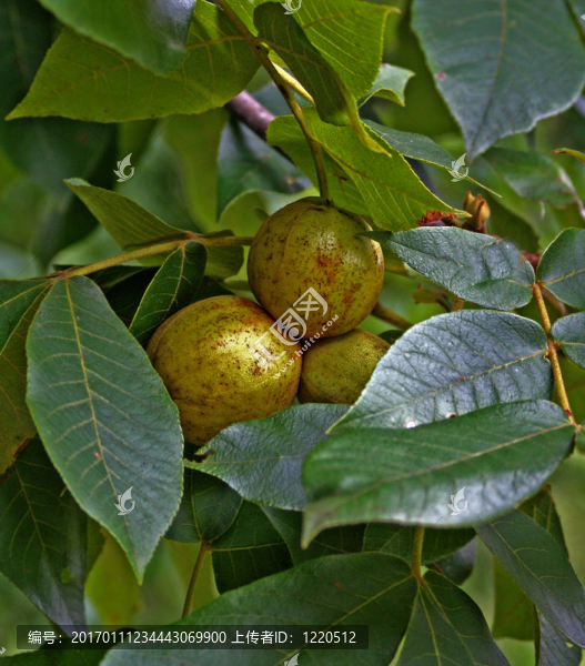 ?？评飯怨? title=