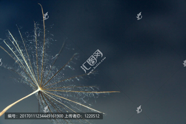 蒲公英和風(fēng)