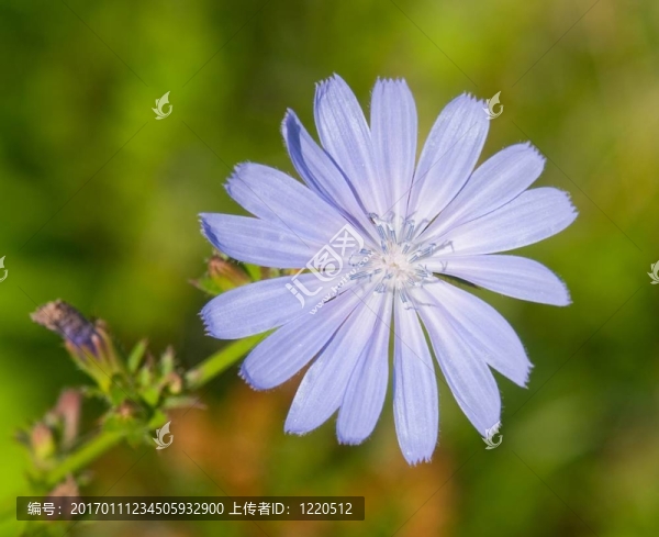 藍色的矢車菊