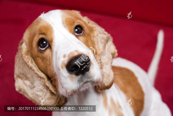 可愛的可卡犬。