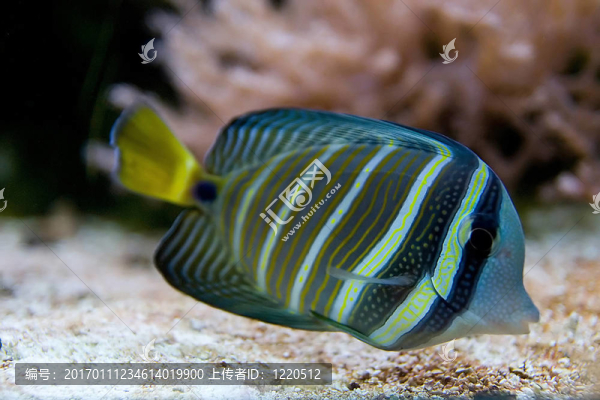 熱帶魚