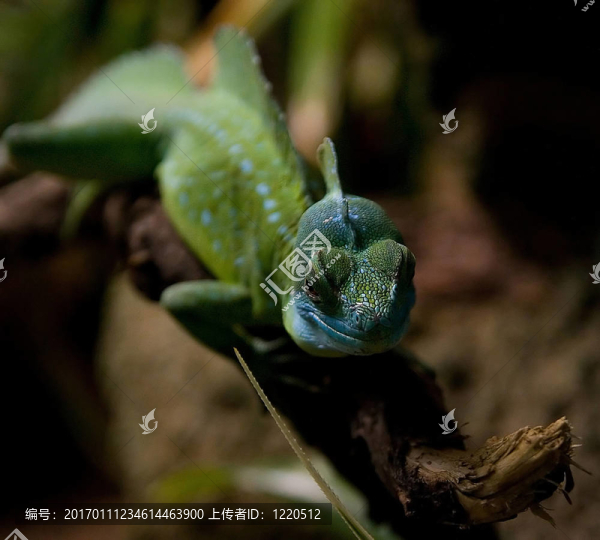 綠蜥蜴-匯圖網(wǎng) www.fosd68.com 綠蜥蜴
