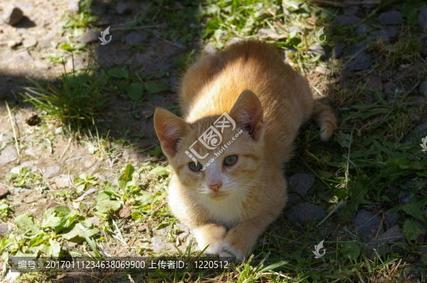 小貓