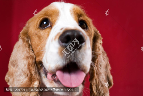 開朗的可卡獵鷸犬。