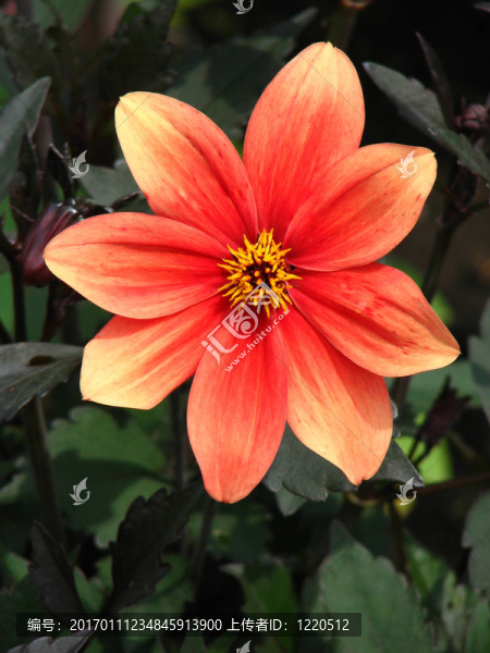 橙色dahliflower,2