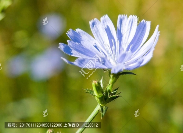 藍(lán)色的矢車菊