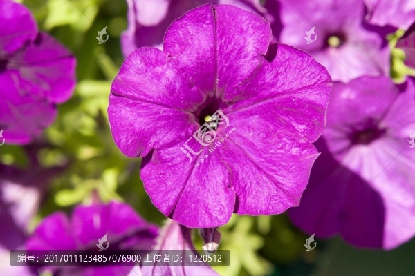 紫羅蘭花