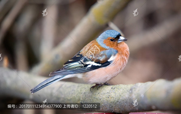 蒼頭燕雀