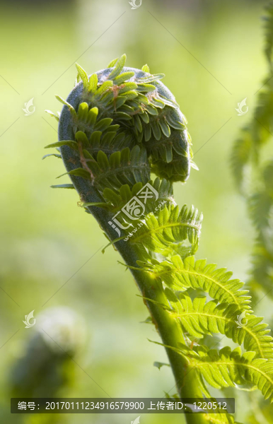 綠色蕨類植物