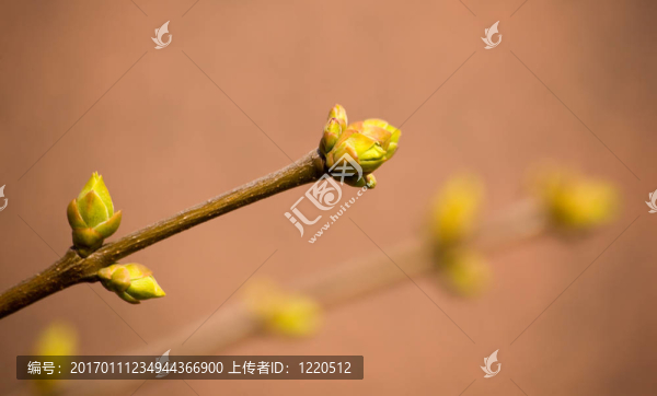淺褐色背景上的春天-匯圖網(wǎng) www.fosd68.com 淺褐色背景上的春天