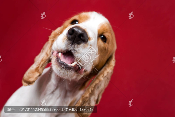 狗的鼻子。