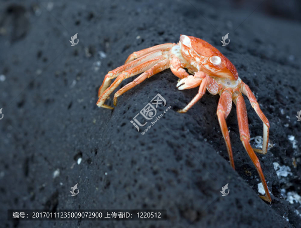 幽靈般的夏威夷蟹
