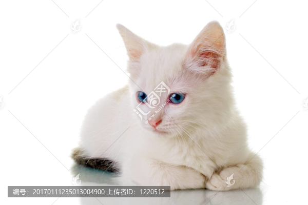 可愛的白色小貓