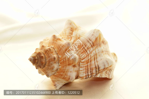 海螺殼