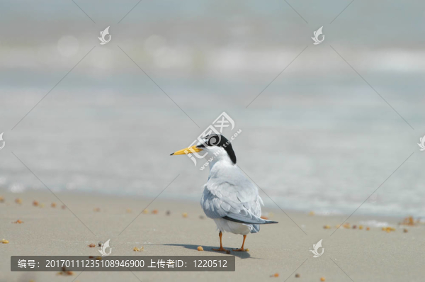 最小的燕鷗