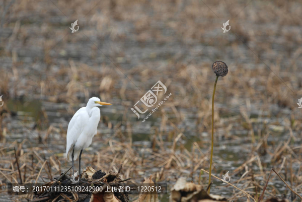 白鷺鷥-匯圖網(wǎng) www.fosd68.com 白鷺鷥
