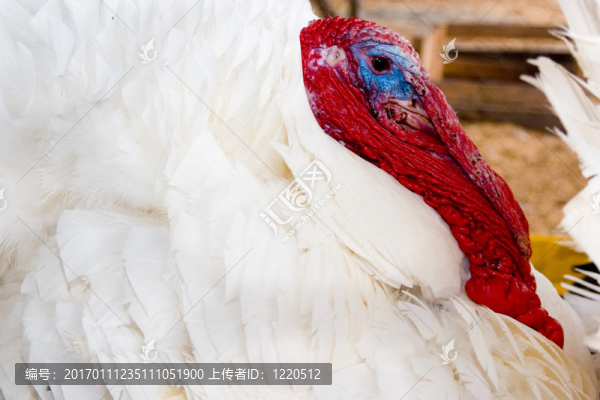 美麗的白色火雞