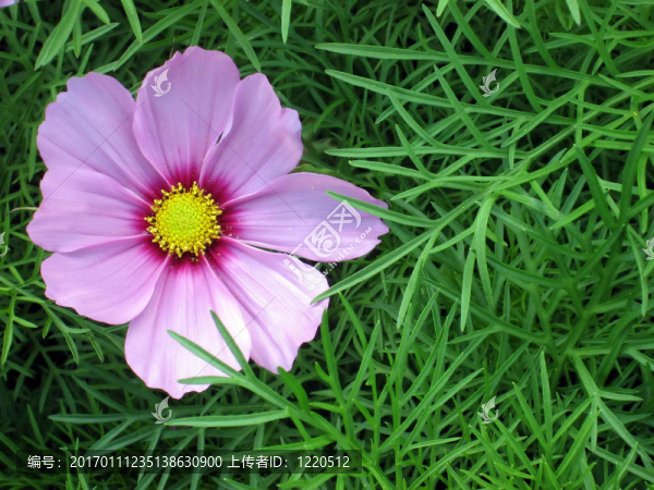 花葉