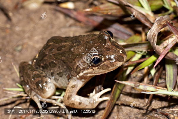 tasmaniesis,Limnodynastes